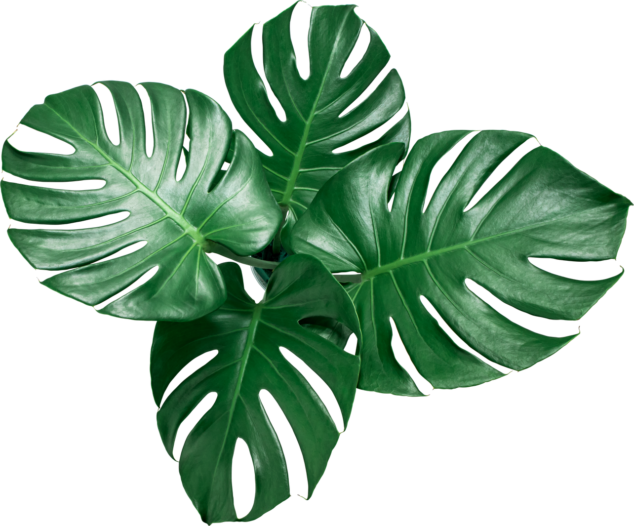 Green Monstera Leaves 